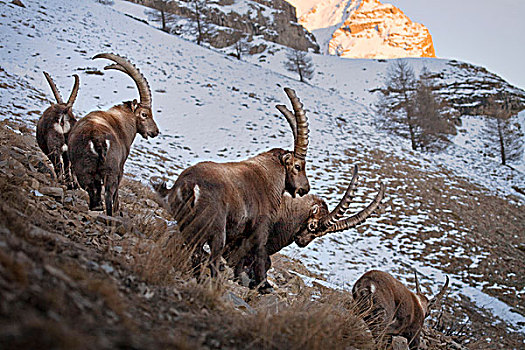 阿尔卑斯野山羊,羱羊,日落,马尔康杜国家公园,阿尔卑斯山,法国