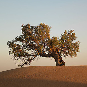 树,沙丘,撒哈拉沙漠,摩洛哥