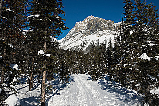 滑雪道,幽鹤国家公园,地点,不列颠哥伦比亚省,加拿大
