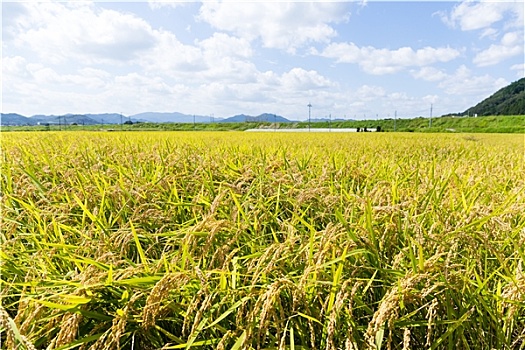 稻田