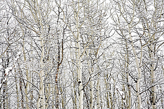白杨,树,积雪,冬天