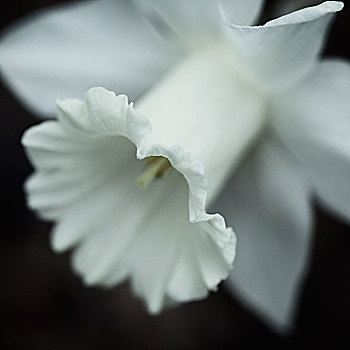 白色,水仙花