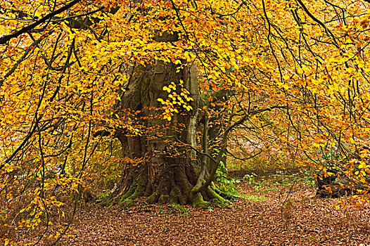 秋天,原始,树林,北方,黑森州,德国,欧洲