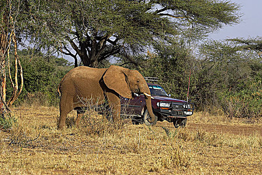 非洲象,旅游,马赛马拉,公园,肯尼亚