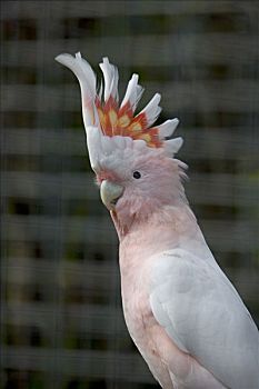 粉色,美冠鹦鹉,凤头鹦鹉,公园,特内里费岛,加纳利群岛,西班牙