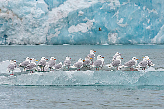 海鸥,站立,冰山,北冰洋,斯匹次卑尔根岛,斯瓦尔巴特群岛,岛屿,挪威,欧洲