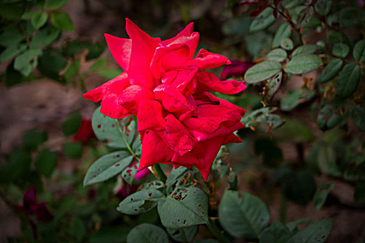 月季花,美丽月季,美艳月季花