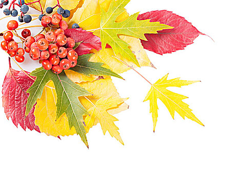 秋天,背景,黄色,红叶,花楸浆果,落下,叶子,白色背景