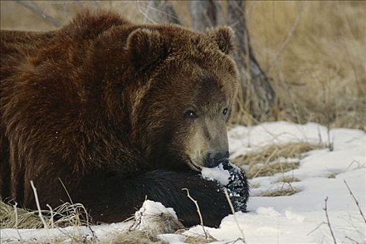 大灰熊,棕熊,吃,雪球,科罗拉多