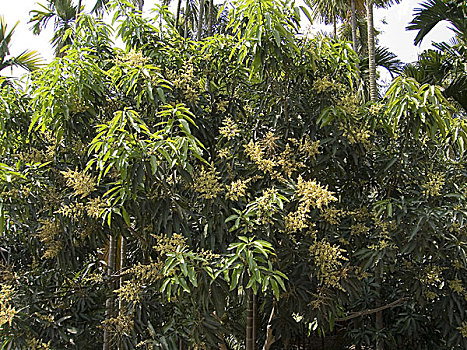 芒果,花,圆锥花序,长,相互,小,白色,五个,花瓣,5-10岁,柔和,可爱,气味,暗示,铃兰,结束,水果,三个