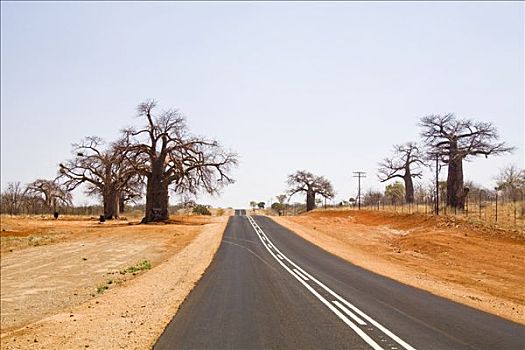 非洲,猴面包树,靠近,道路,南非