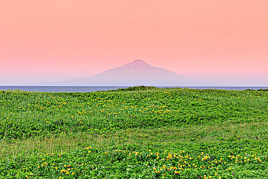 黄花菜,花,岛屿