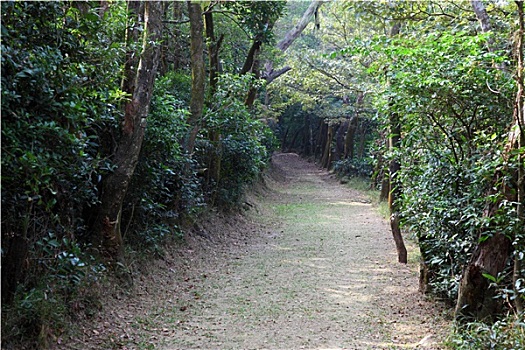 小路,树林,大屿山,香港