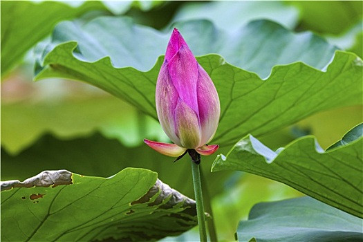 粉色,荷花,芽,特写,北京,中国