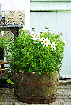 园艺植物,雏菊,花,乡村,桶