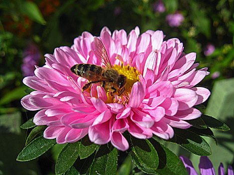 蜜蜂,坐,紫苑属