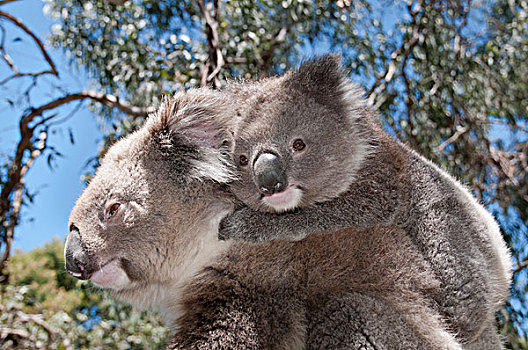 树袋熊,母亲,橡胶树,桉树,树林,维多利亚,澳大利亚