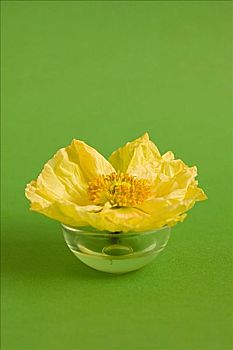 黄花,玻璃花瓶
