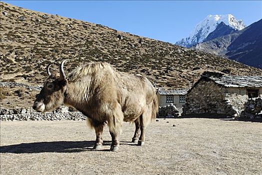 牦牛,夏尔巴人,乡村,山谷,萨加玛塔国家公园,尼泊尔