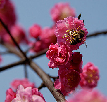 蜜蜂与红梅花