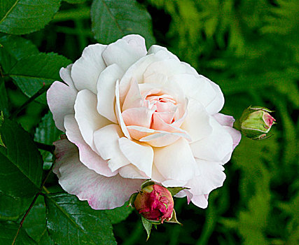 苍白,粉红玫瑰,植物