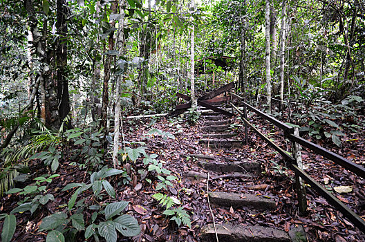 木质,楼梯,向上,山,京那巴鲁山