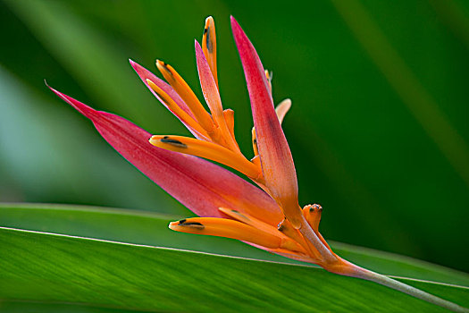 盛开,海里康属植物,亚马逊雨林,萨莫拉省,厄瓜多尔,南美