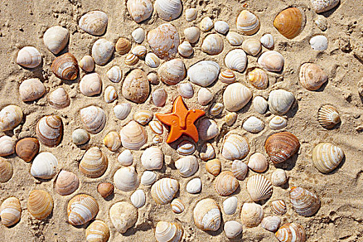 收集贝壳,装饰的,在海滩,随着,沙,模具,球场,吉伦特,阿基坦,法国