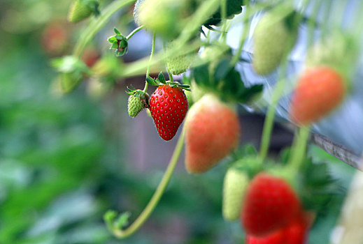 草莓,就绪,挑选