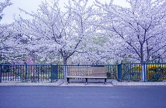 公园里樱花树下的木椅