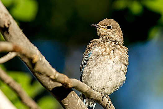 雌性,山,蓝知更鸟,大台顿国家公园,怀俄明,美国