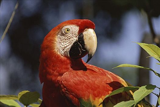 绯红金刚鹦鹉,肖像,特写,亚马逊雨林,厄瓜多尔