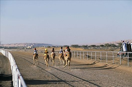 比赛,骆驼,驰骋,赛道