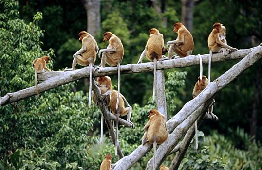 长臂猿,婆罗洲,马来西亚