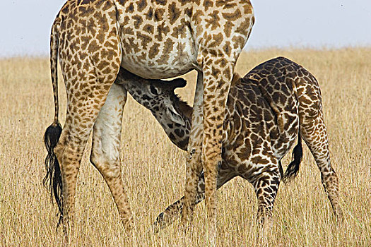 肯尼亚,马赛马拉,马赛长颈鹿,护理,母亲