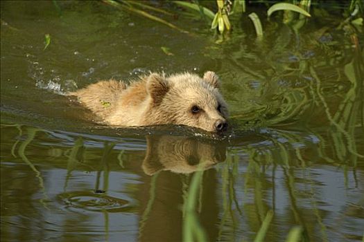 棕熊,熊,幼仔,游泳