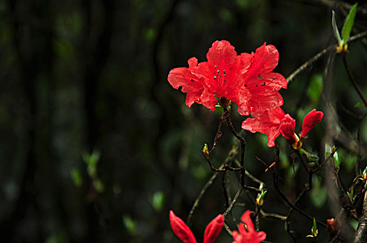 美丽的杜鹃花