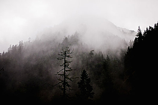 雾,风景,自然