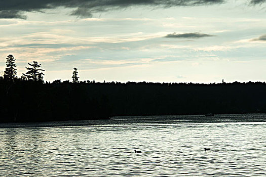 鸭子,游泳,湖,木头,安大略省,加拿大