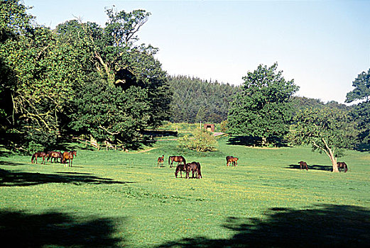 马,放牧,绿色,草场,围绕,树