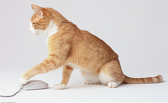 猫,玩,电脑鼠标