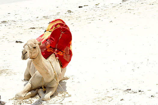 单峰骆驼,坐,班布里