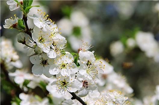 李子,花