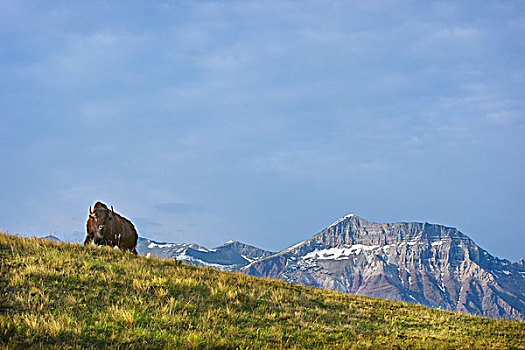 野牛,瓦特顿湖国家公园,山峦,背景,艾伯塔省,加拿大