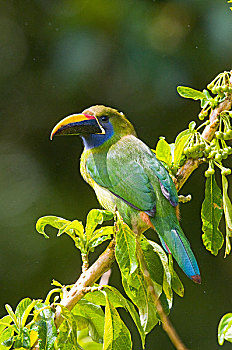绿巨嘴鸟,哥斯达黎加