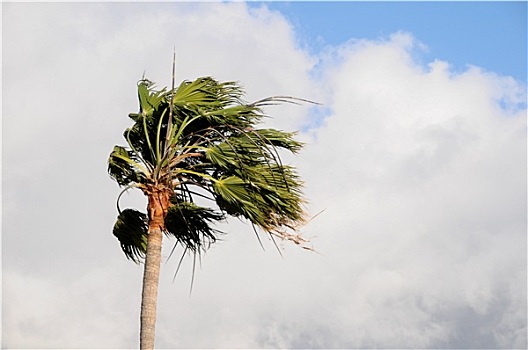 棕榈树,吹,风
