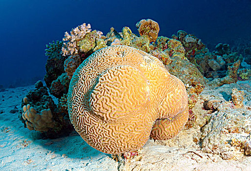 珊瑚礁,红海,埃及,非洲