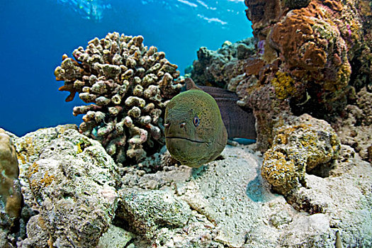 巨大,海鳗,珊瑚,马尔代夫,印度洋,亚洲