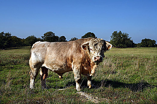 法国,牛,夏洛莱牛,公牛,饲养