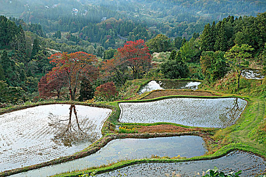 秋叶,稻田